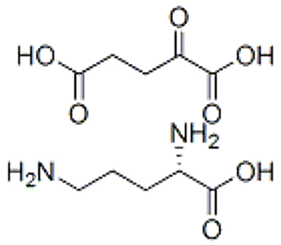 L-Ornithine 2-oxoglutarate