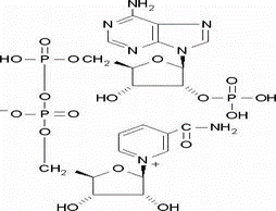 Triphosphopyridine nucleotide（CAS# 53-59-8)